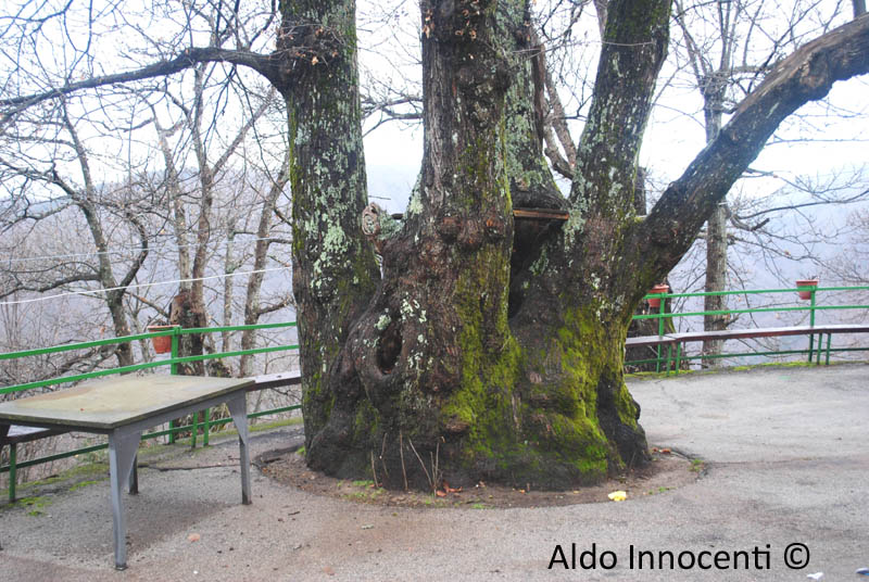 RENAIO: CASTAGNO DELL'EVA 1' IMMAGINE